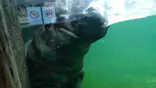 天王寺動物園に投稿された画像（2026/8/12）