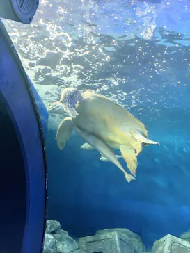 しながわ水族館に投稿された画像（2026/8/12）