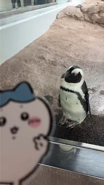 京都水族館に投稿された画像（2026/8/12）