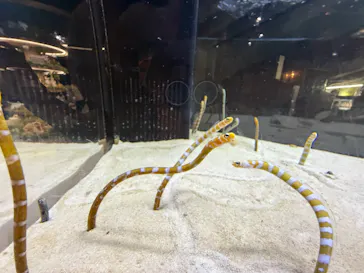 京都水族館に投稿された画像（2026/8/12）
