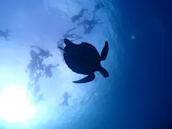 calm石垣島に投稿された画像（2026/8/12）