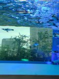 サンシャイン水族館に投稿された画像（2026/8/12）