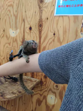しろとり動物園に投稿された画像（2026/8/12）