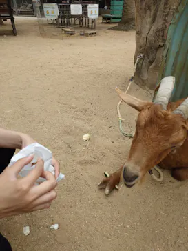 しろとり動物園に投稿された画像（2026/8/12）