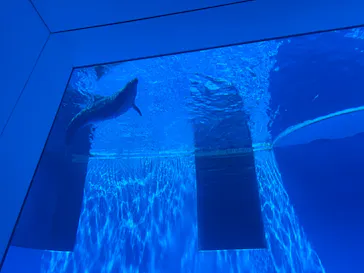 上越市立水族博物館 うみがたりに投稿された画像（2026/8/12）