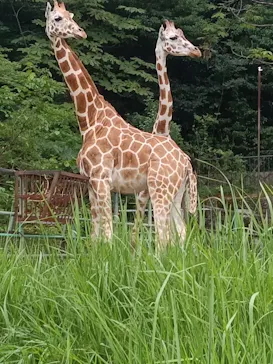 名古屋市東山動植物園に投稿された画像（2026/8/12）