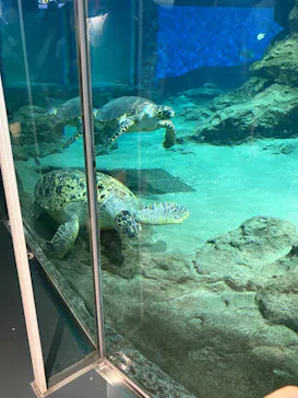 名古屋港水族館に投稿された画像（2026/8/12）