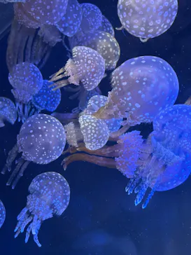 名古屋港水族館に投稿された画像（2026/8/12）