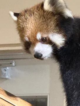 日立市かみね動物園に投稿された画像（2026/8/12）