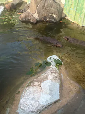 秋田市大森山動物園に投稿された画像（2026/8/12）