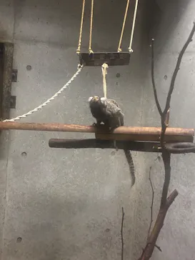 秋田市大森山動物園に投稿された画像（2026/8/12）
