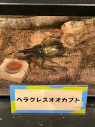 カワスイ 川崎⽔族館に投稿された画像（2026/8/12）