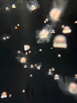しながわ水族館に投稿された画像（2026/8/12）