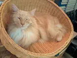 猫カフェモカ　池袋東口店に投稿された画像（2026/8/12）