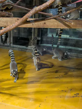 秋田市大森山動物園に投稿された画像（2026/8/12）
