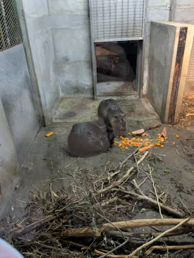 秋田市大森山動物園に投稿された画像（2026/8/12）
