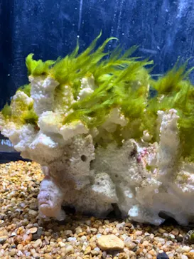 越前松島水族館に投稿された画像（2026/8/12）