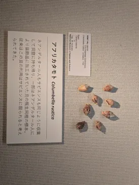 国立科学博物館に投稿された画像（2026/8/12）