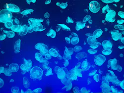 名古屋港水族館に投稿された画像（2026/8/12）
