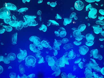 名古屋港水族館に投稿された画像（2026/8/12）
