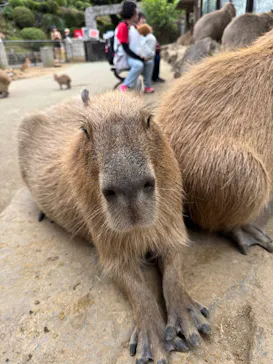 伊豆シャボテン動物公園に投稿された画像（2026/8/12）