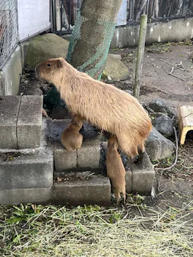 日立市かみね動物園に投稿された画像（2026/8/12）