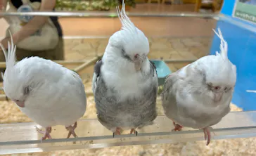 いきもの探検隊上尾に投稿された画像（2026/8/12）