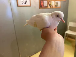 Moff animal cafe イオンモール幕張新都心店に投稿された画像（2026/8/12）
