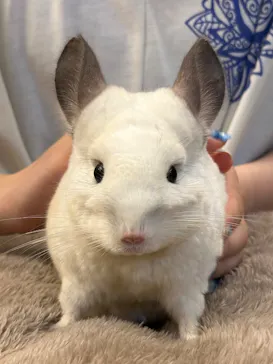 Moff animal cafe イオンモール幕張新都心店に投稿された画像（2026/8/12）