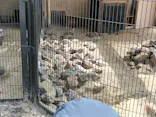 井の頭自然文化園に投稿された画像（2026/8/13）