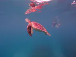 calm石垣島に投稿された画像（2026/8/13）