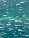 環境水族館アクアマリンふくしまに投稿された画像（2026/8/13）