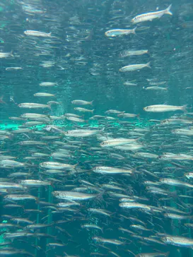 環境水族館アクアマリンふくしまに投稿された画像（2026/8/13）