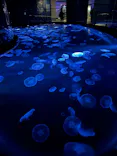 すみだ水族館に投稿された画像（2026/8/13）