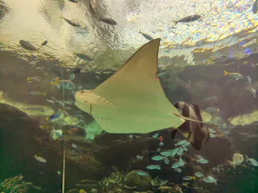 名古屋港水族館に投稿された画像（2026/8/13）