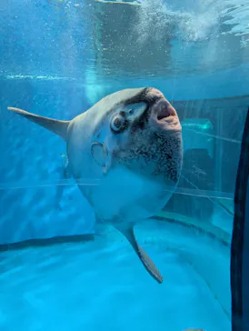 アクアワールド茨城県大洗水族館に投稿された画像（2026/8/13）