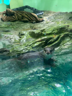 しながわ水族館に投稿された画像（2026/8/13）