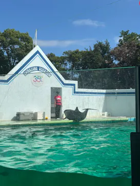 しながわ水族館に投稿された画像（2026/8/13）