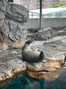 しながわ水族館に投稿された画像（2026/8/13）