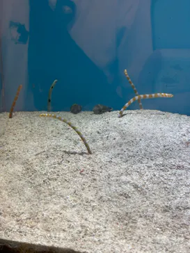 しながわ水族館に投稿された画像（2026/8/13）