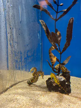 しながわ水族館に投稿された画像（2026/8/13）
