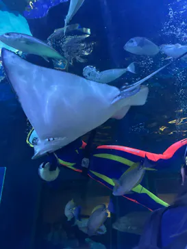 しながわ水族館に投稿された画像（2026/8/13）