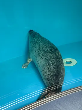 しながわ水族館に投稿された画像（2026/8/13）