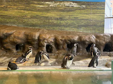 しながわ水族館に投稿された画像（2026/8/13）