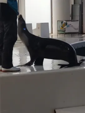 アクアワールド茨城県大洗水族館に投稿された画像（2026/8/13）