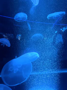 京都水族館に投稿された画像（2026/8/13）