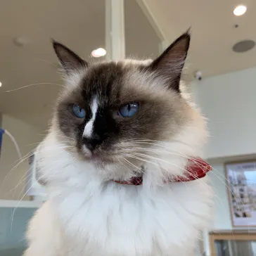 Cat Café MOFF グランベリーパーク店に投稿された画像（2026/8/13）