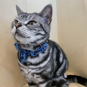 Cat Café MOFF グランベリーパーク店に投稿された画像（2026/8/13）
