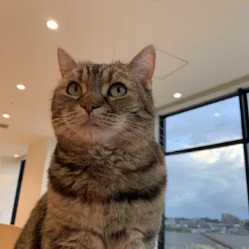 Cat Café MOFF グランベリーパーク店に投稿された画像（2026/8/13）
