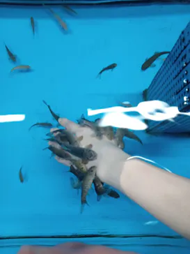 越前松島水族館に投稿された画像（2026/8/13）
